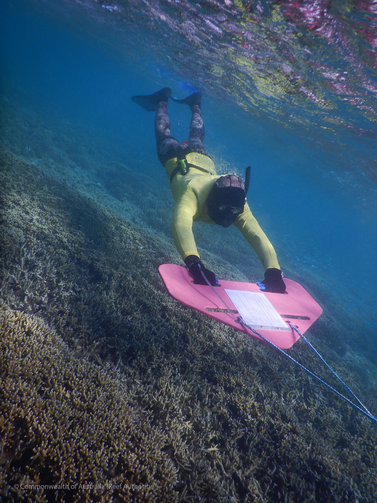 Manta Tow Method for Finding COTS