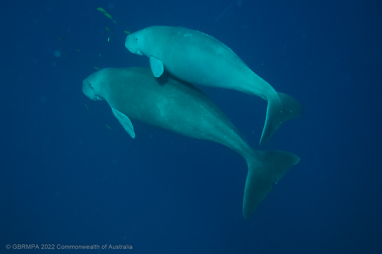 Dugong with calf - Great Barrier Reef Marine Park Australia - Reef Authority
