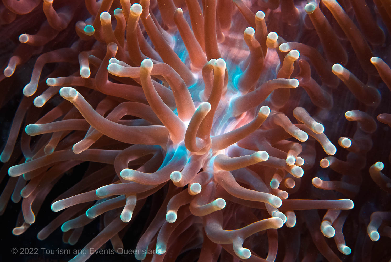 Anemone - Great Barrier Reef Marine Park - Australia - © Commonwealth of Australia – (Reef Authority) - Photographer: Johnny Gaskell 