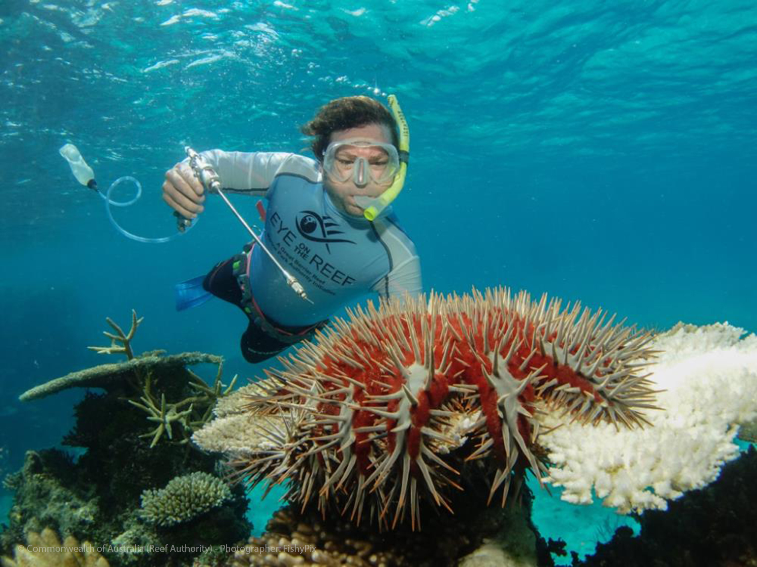 Crown of Thorn Starfish COTs Removal Trained Snorkeler