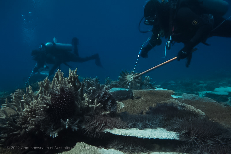 Crown-of-Thorn Program Divers COTs Removal