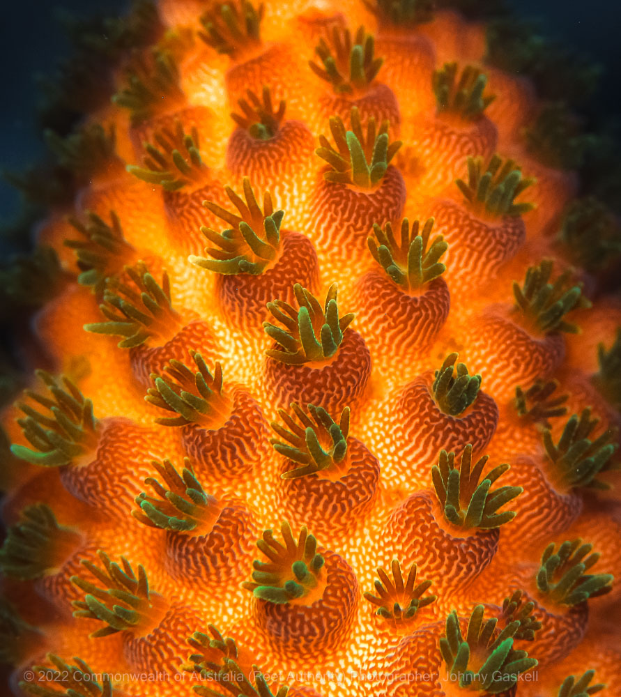 Macro close up photograph of coral found on the Great Barrier – Australia - © Commonwealth of Australia – (Reef Authority) - Photographer: Johnny Gaskell