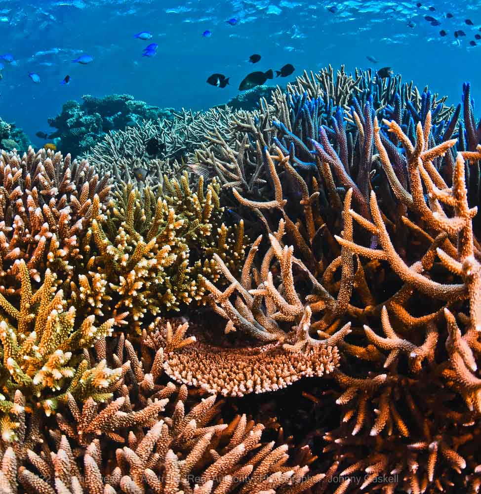 Great Barrier Reef coral photograph - – Australia - © Commonwealth of Australia – (Reef Authority) - Photographer: Johnny Gaskell