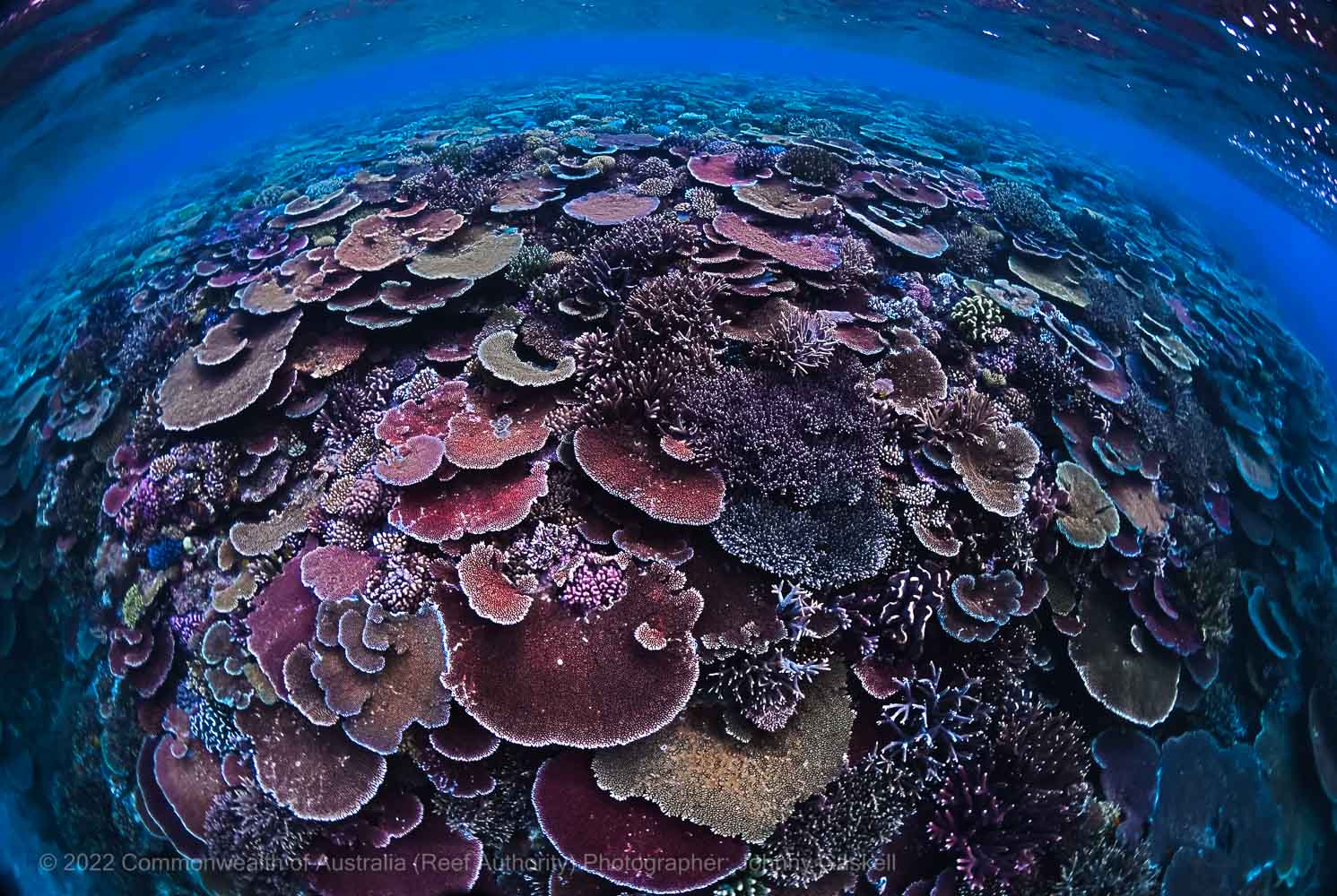 Great Barrier Reef coral bommie photograph – Australia - © Commonwealth of Australia – (Reef Authority) - Photographer: Johnny Gaskell
