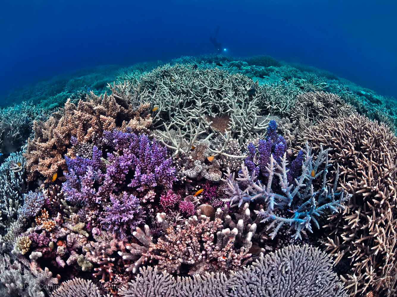 Great Barrier Reef coral photograph – Australia - © Commonwealth of Australia – (Reef Authority) - Photographer: Johnny Gaskell