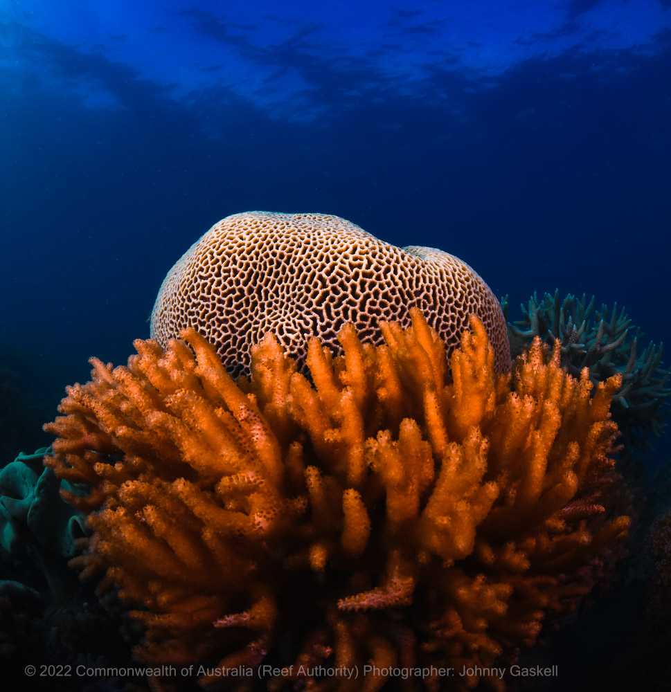 Great Barrier Reef coral bommie photograph – Australia - © Commonwealth of Australia – (Reef Authority) - Photographer: Johnny Gaskell