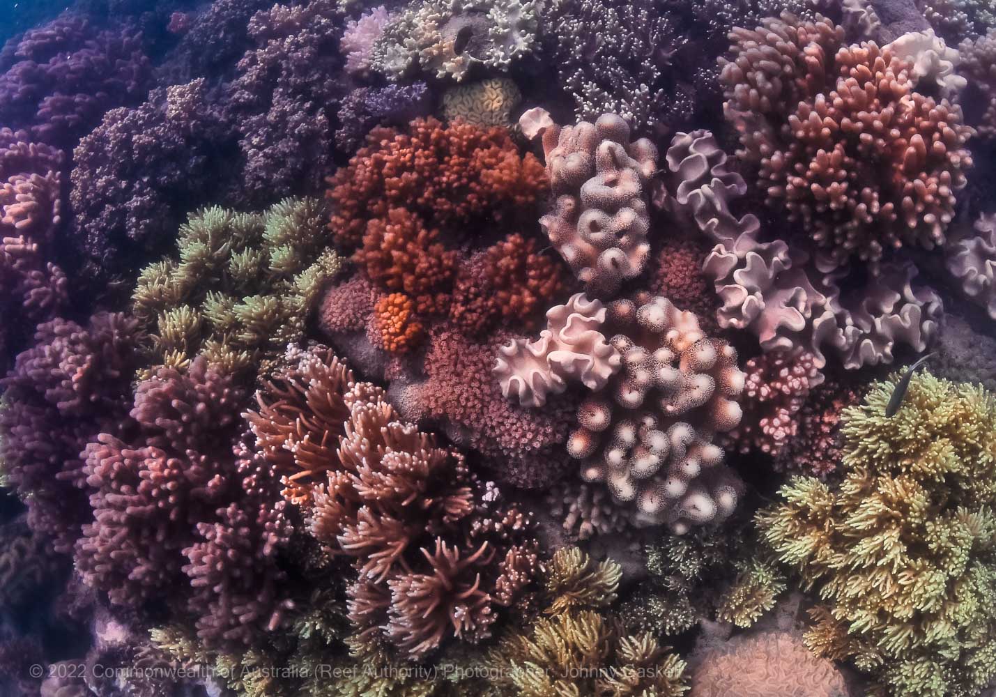 Variety of corals found on the Great Barrier Reef photograph – Australia - © Commonwealth of Australia – (Reef Authority) - Photographer: Johnny Gaskell