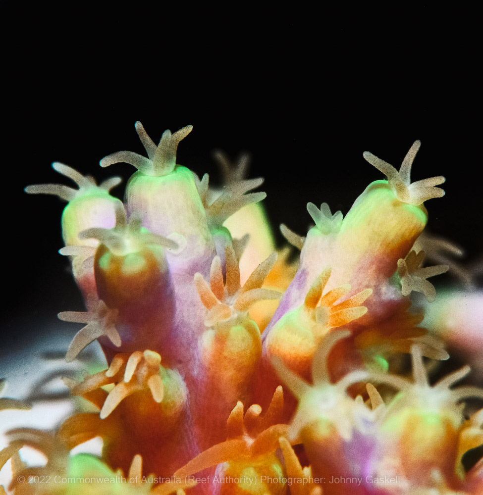 Great Barrier Reef coral photograph – Australia - © Commonwealth of Australia – (Reef Authority) - Photographer: Johnny Gaskell