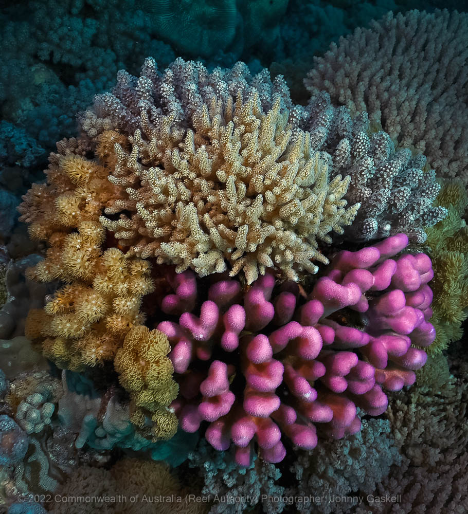 Variety of corals found on the Great Barrier Reef photograph – Australia - © Commonwealth of Australia – (Reef Authority) - Photographer: Johnny Gaskell
