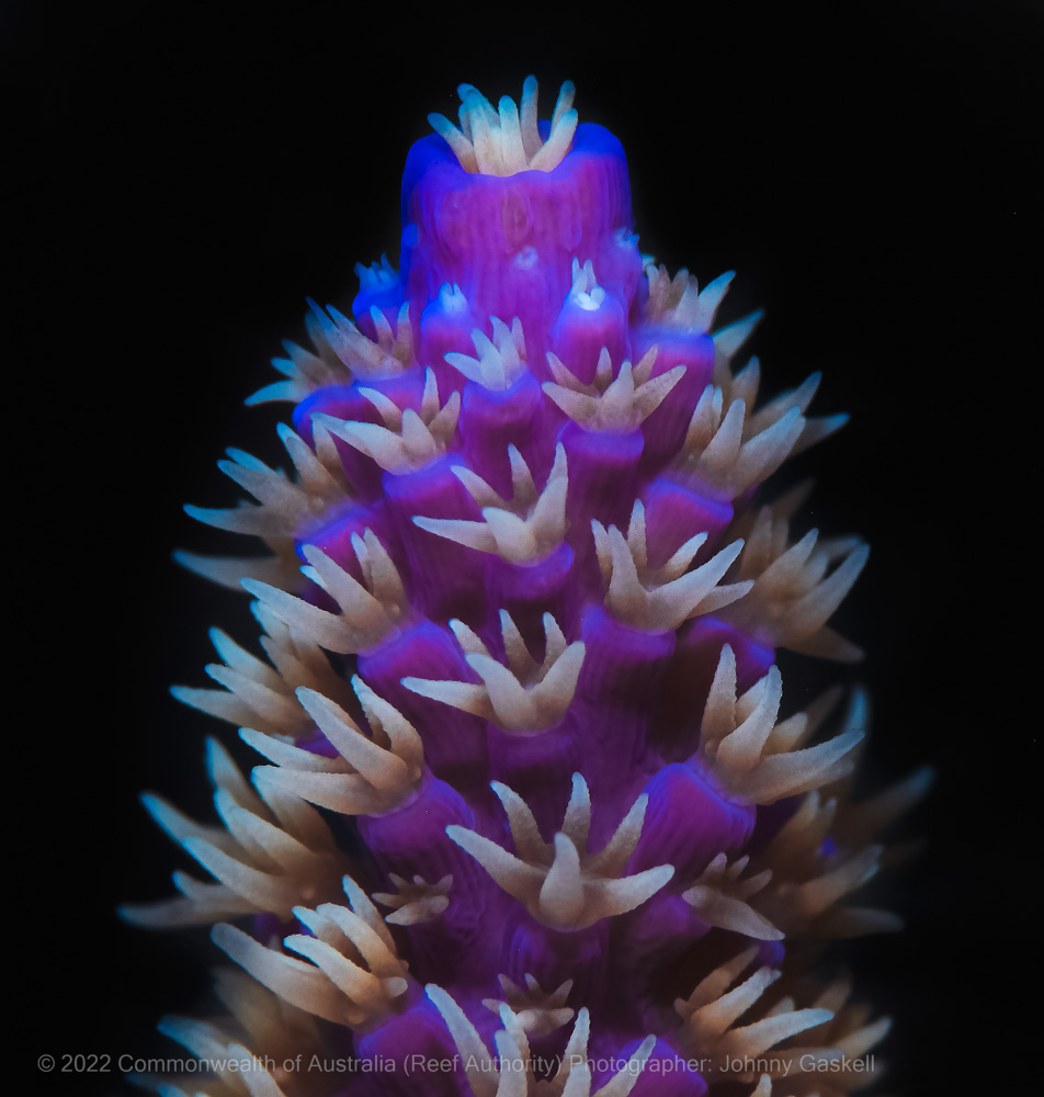 Macro close up photograph of coral found on the Great Barrier – Australia - © Commonwealth of Australia – (Reef Authority) - Photographer: Johnny Gaskell