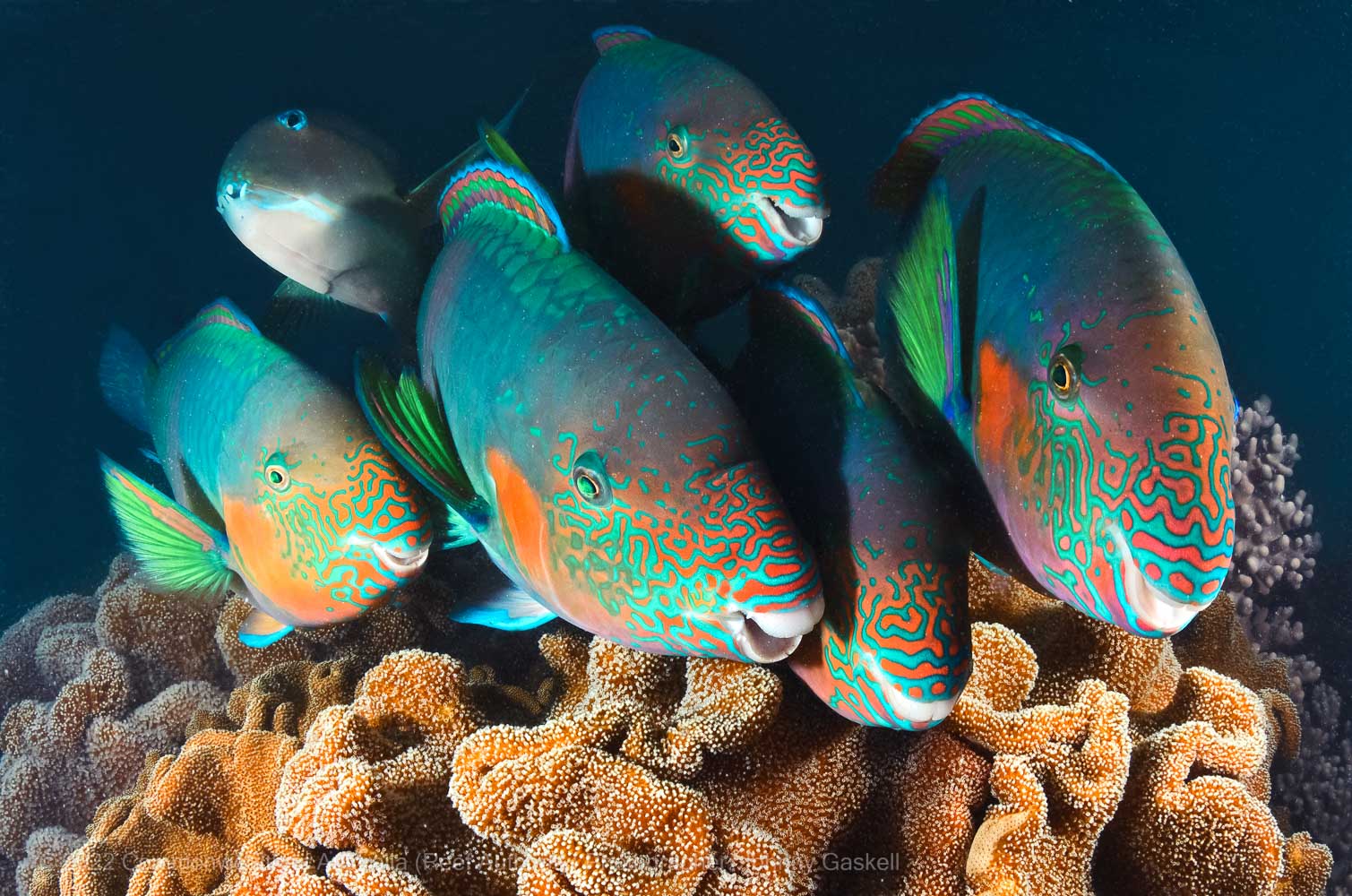 School of Parrot fish photograph – Great Barrier Reef - © Commonwealth of Australia – (Reef Authority) - Photographer: Johnny Gaskell
