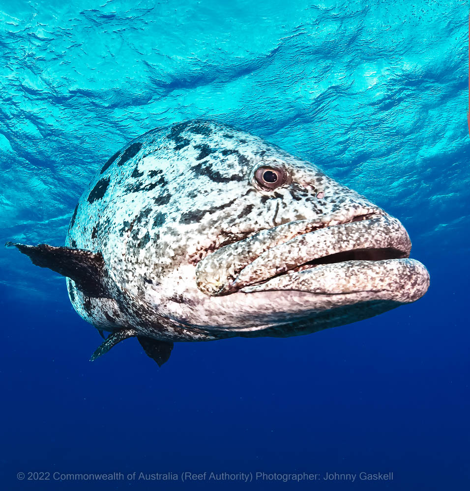 Queensland grouper - Great Barrier Reef Marine Park - Australia - © Commonwealth of Australia – (Reef Authority) - Photographer: Johnny Gaskell