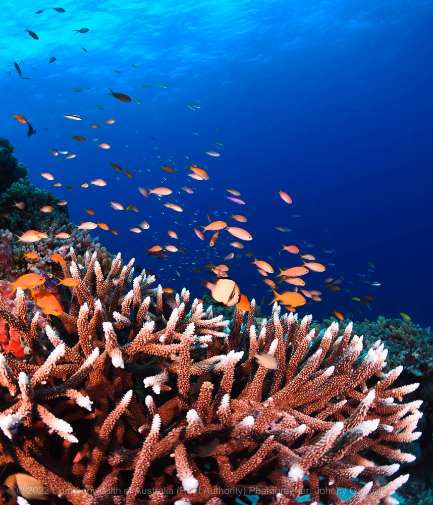 Coral reef and fish photograph - Great Barrier Reef Marine Park - Australia - © Commonwealth of Australia – (Reef Authority) - Photographer: Johnny Gaskell