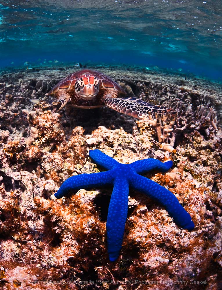 Sea star and turtle on the Great Barrier Reef - © Commonwealth of Australia – (Reef Authority) - Photographer: Johnny Gaskell