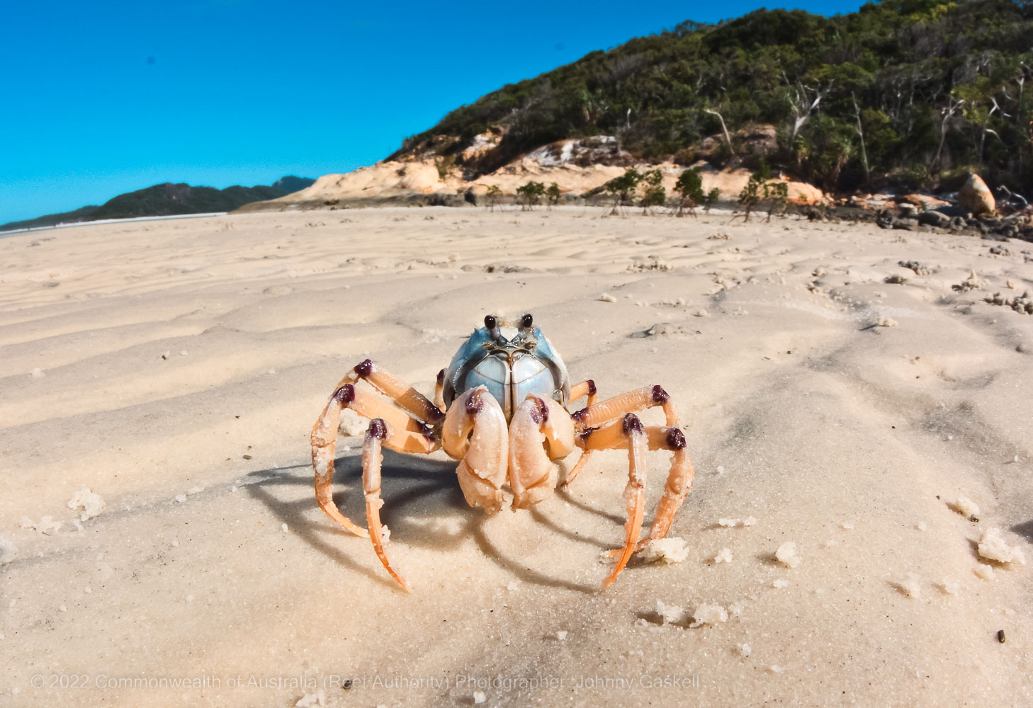 Soldier crab on sand - – Great Barrier Reef - © Commonwealth of Australia – (Reef Authority) - Photographer: Johnny Gaskell