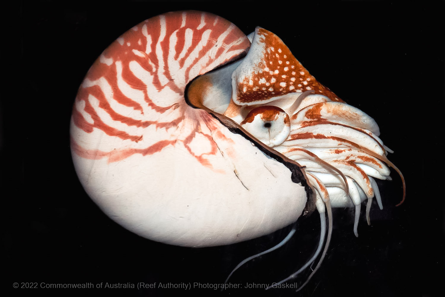 Nautilus photograph – Great Barrier Reef - © Commonwealth of Australia – (Reef Authority) - Photographer: Johnny Gaskell