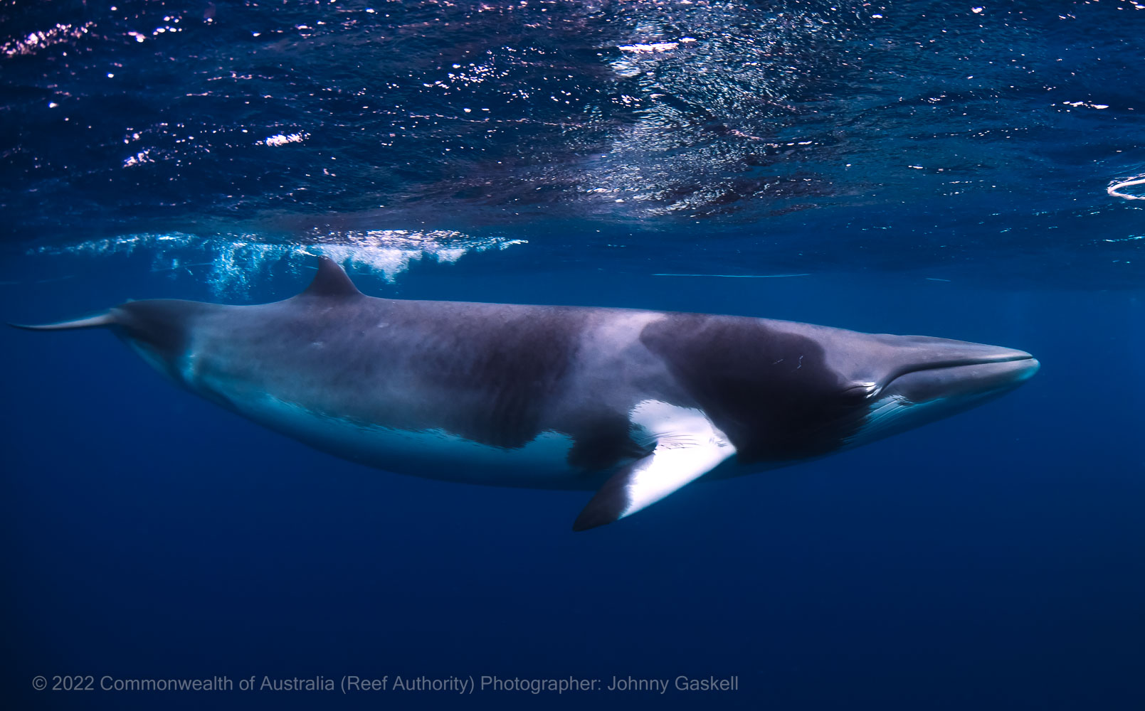 Minke whale - Great Barrier Reef Marine Park - Australia - © Commonwealth of Australia – (Reef Authority) - Photographer: Johnny Gaskell