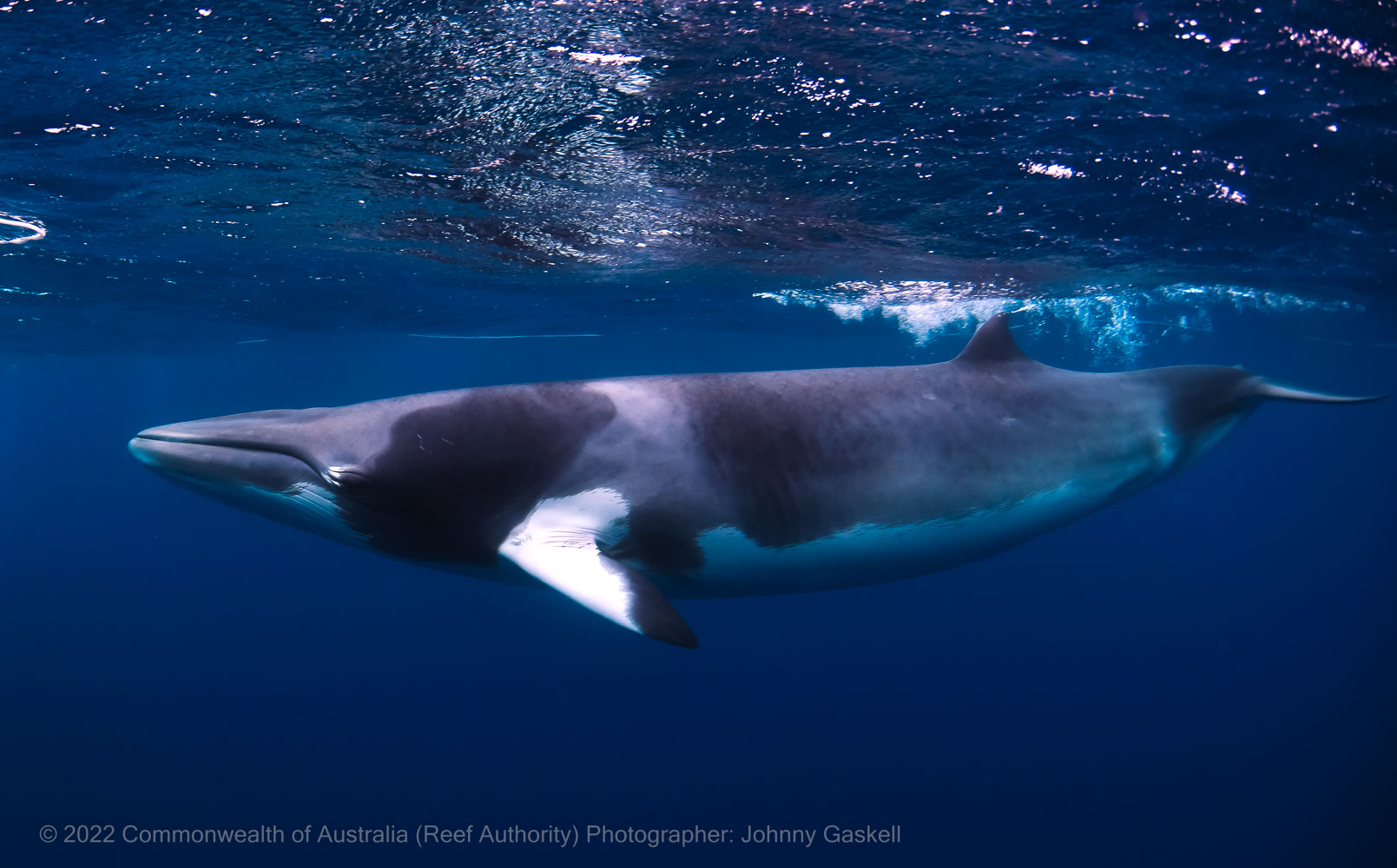 Minke whale - Great Barrier Reef Marine Park - Australia - © Commonwealth of Australia – (Reef Authority) - Photographer: Johnny Gaskell