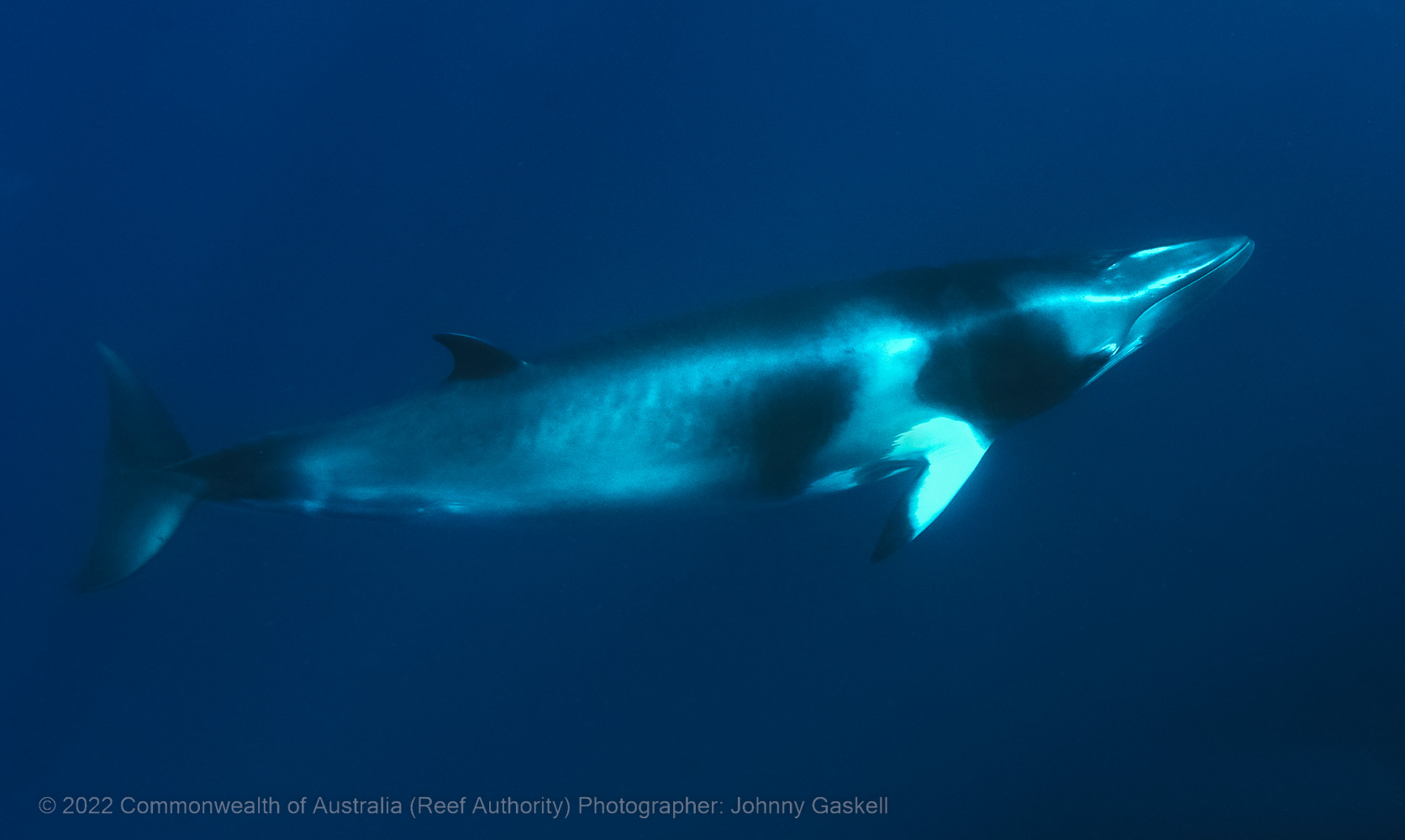 Minke whale - Great Barrier Reef Marine Park - Australia - © Commonwealth of Australia – (Reef Authority) - Photographer: Johnny Gaskell