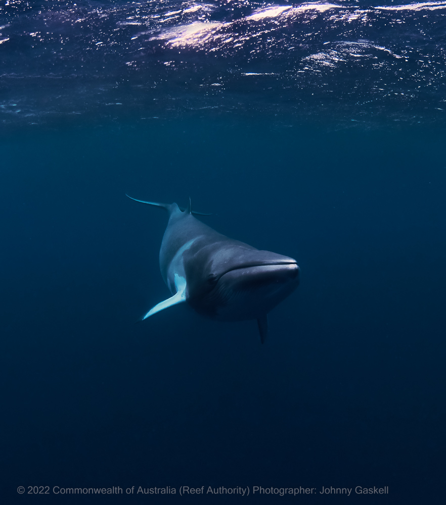 Minke whale - Great Barrier Reef Marine Park - Australia - © Commonwealth of Australia – (Reef Authority) - Photographer: Johnny Gaskell