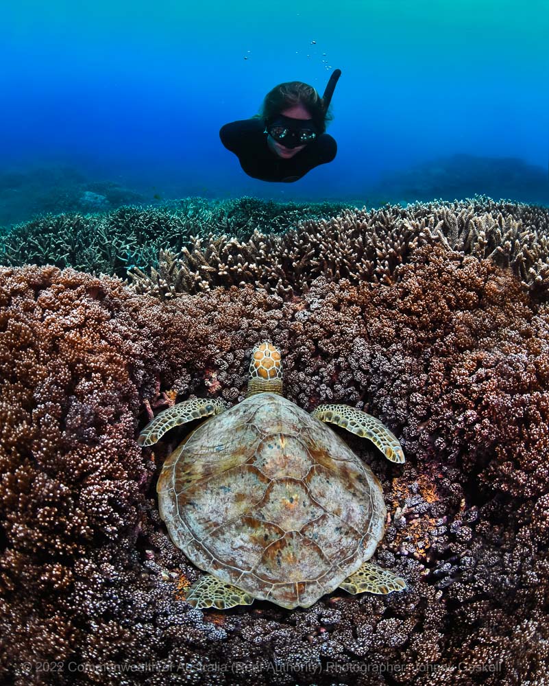 Turtle with diver photograph – Australia - © Commonwealth of Australia – (Reef Authority) - Photographer: Johnny Gaskell