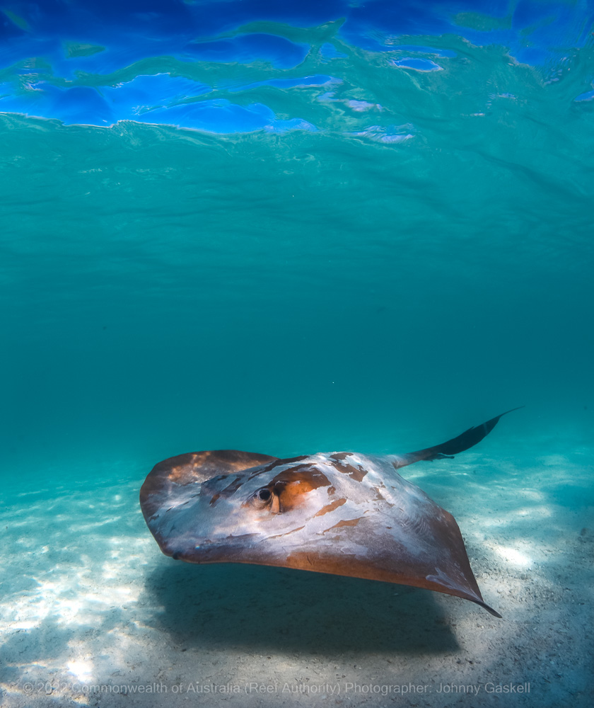 Stingray photograph - Great Barrier Reef Marine Park - Australia - © Commonwealth of Australia – (Reef Authority) - Photographer: Johnny Gaskell