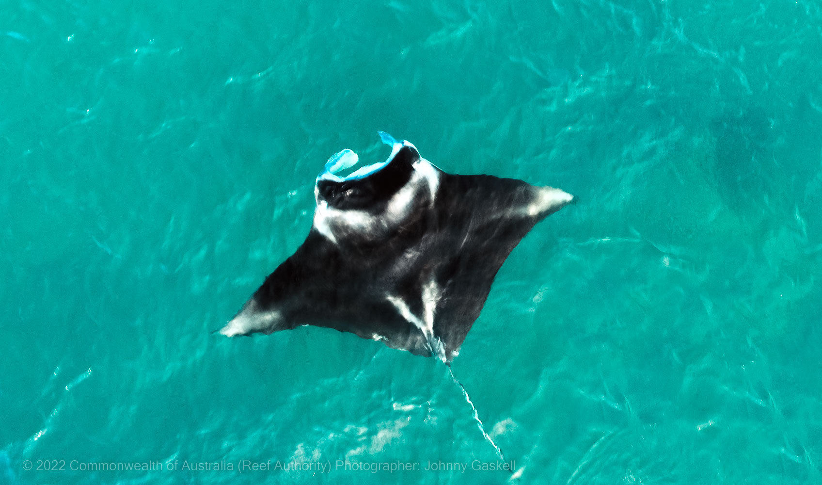 Mantaray image – Great Barrier Reef - © Commonwealth of Australia – (Reef Authority) - Photographer: Johnny Gaskell