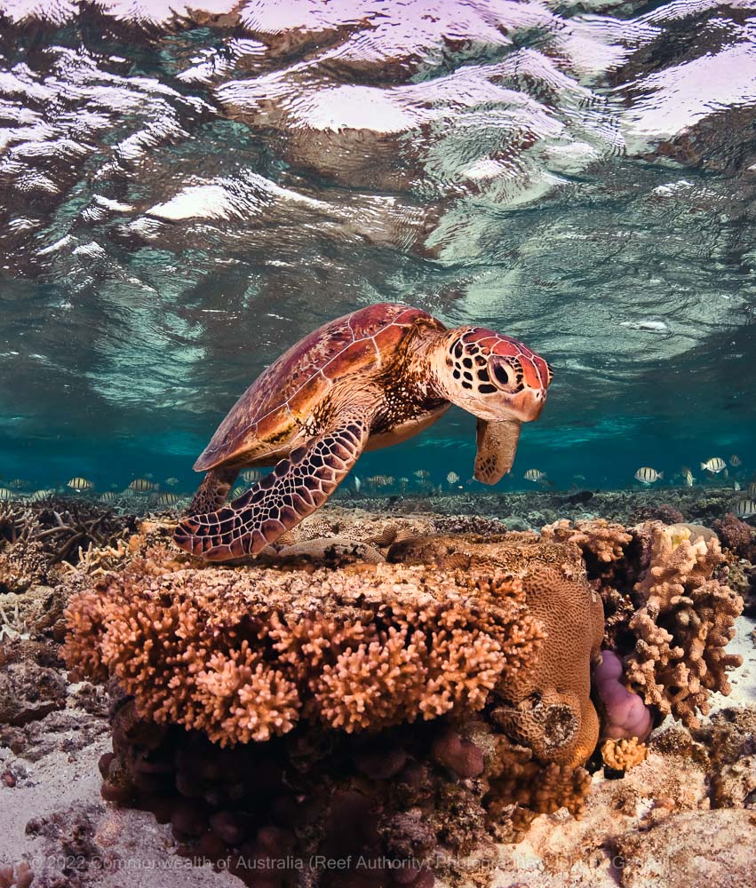 Turtle over a coral bommie – Great Barrier Reef - © Commonwealth of Australia – (Reef Authority) - Photographer: Johnny Gaskell