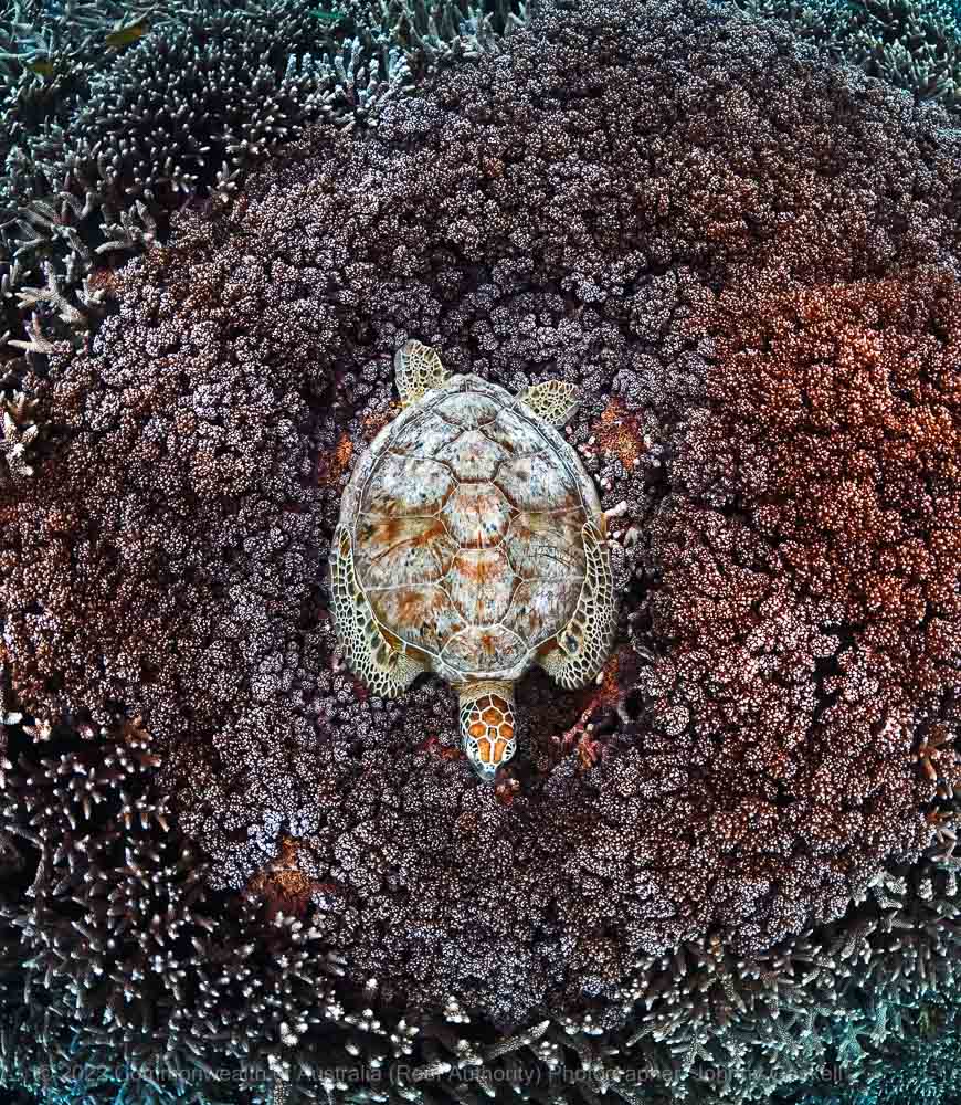 Turtle hiding in coral photo – Great Barrier Reef - © Commonwealth of Australia – (Reef Authority) - Photographer: Johnny Gaskell