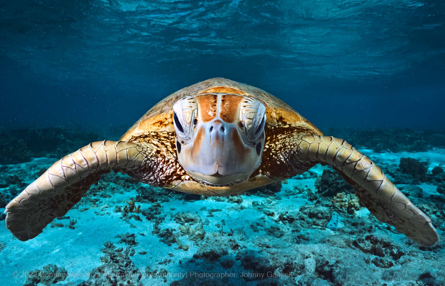 Turtle swimming in the deep ocean – Great Barrier Reef - © Commonwealth of Australia – (Reef Authority) - Photographer: Johnny Gaskell
