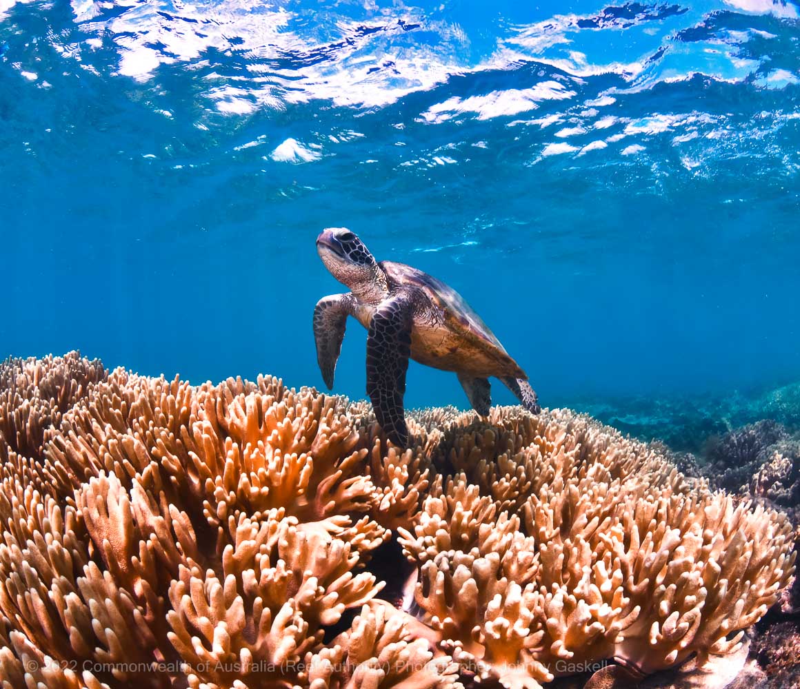 Turtle swimming over coral – Great Barrier Reef - © Commonwealth of Australia – (Reef Authority) - Photographer: Johnny Gaskell