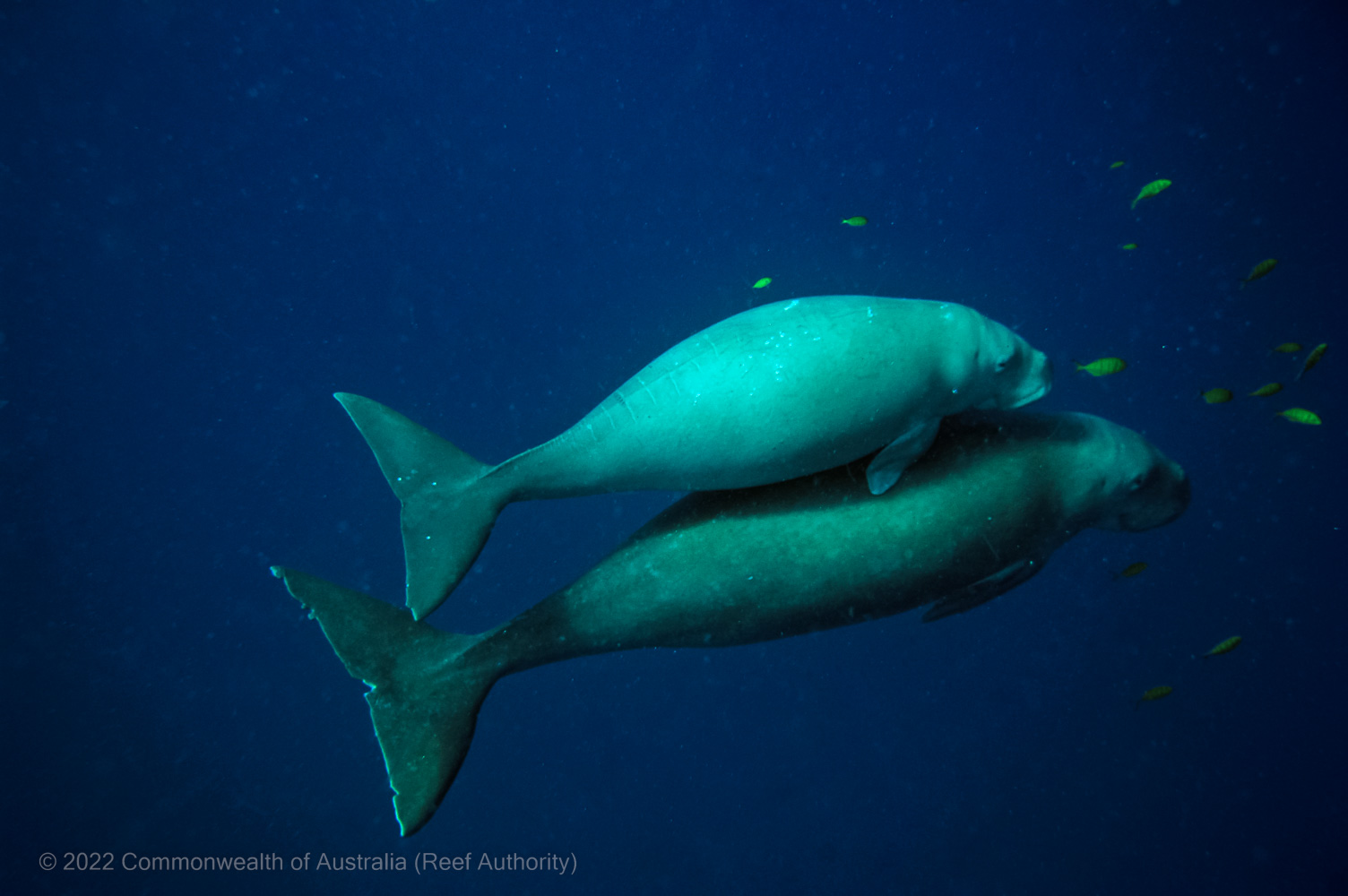 Dugong mother and calf photo - Great Barrier Reef Marine Park - Australia - © Commonwealth of Australia – (Reef Authority) - Photographer: Johnny Gaskell