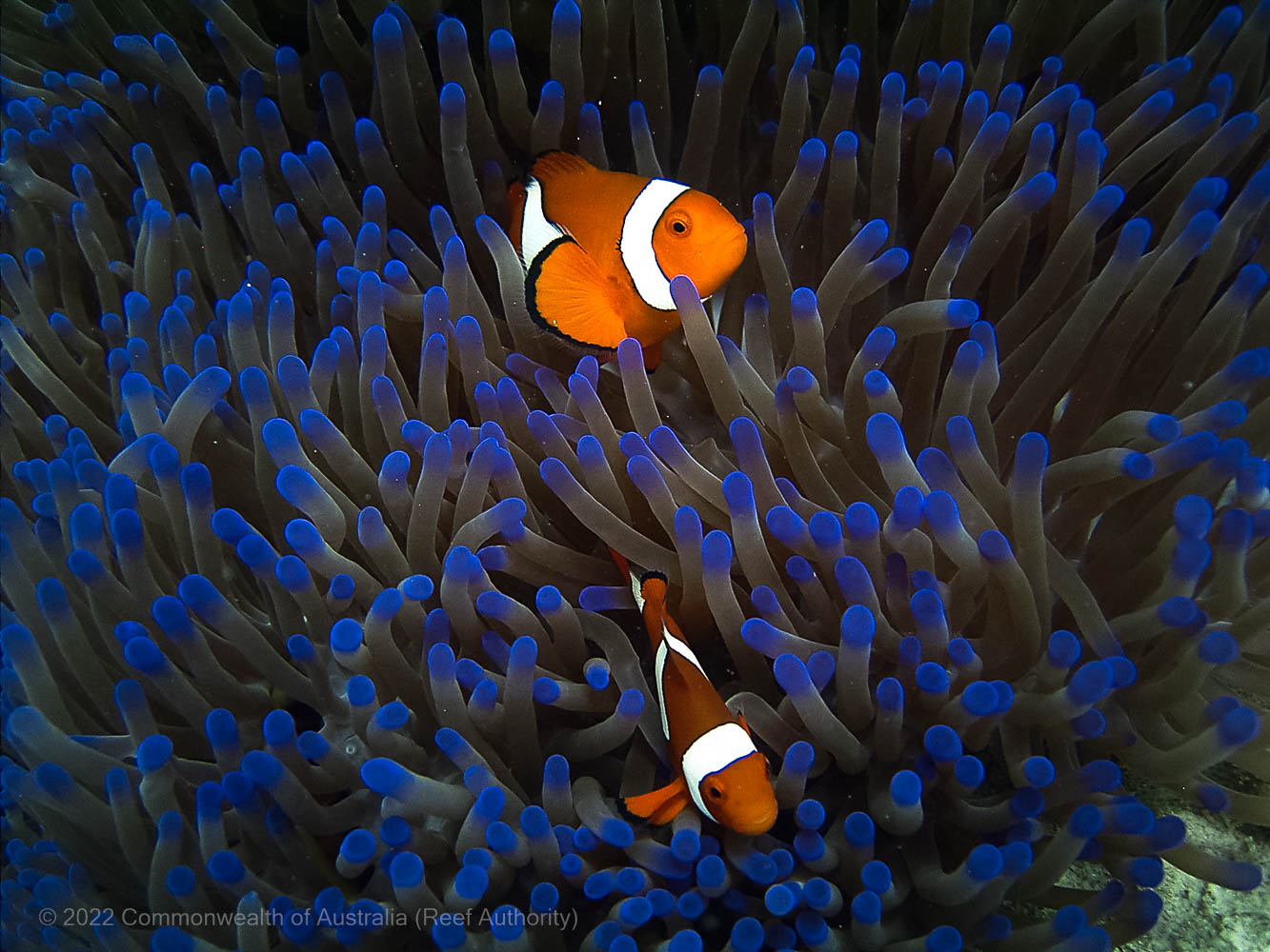 Clown Anemone Fish 