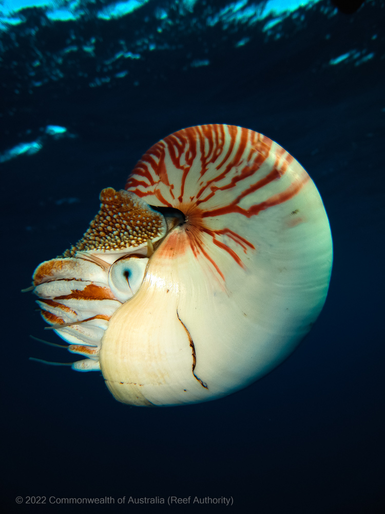 Nautilus Cephalopod Marine Mollusc Shell