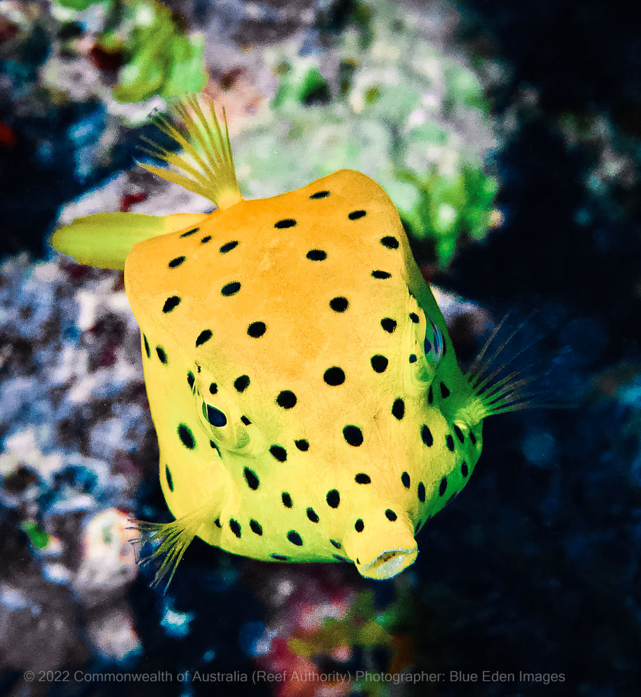 Coral reef fish – Australia - © Commonwealth of Australia – (Reef Authority) - Photographer: Blue Eden Images