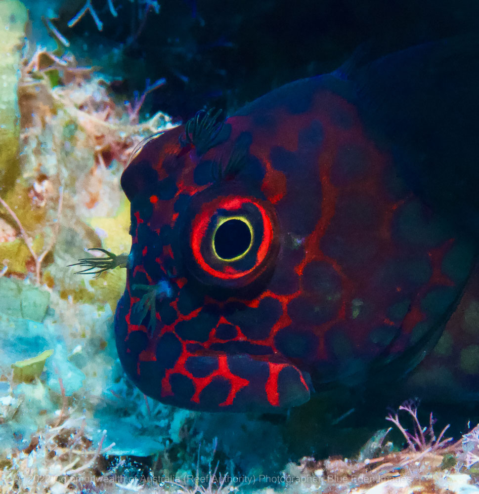 Coral reef and fish photograph - Great Barrier Reef Marine Park – Australia - © Commonwealth of Australia – (Reef Authority) - Photographer: Blue Eden Images