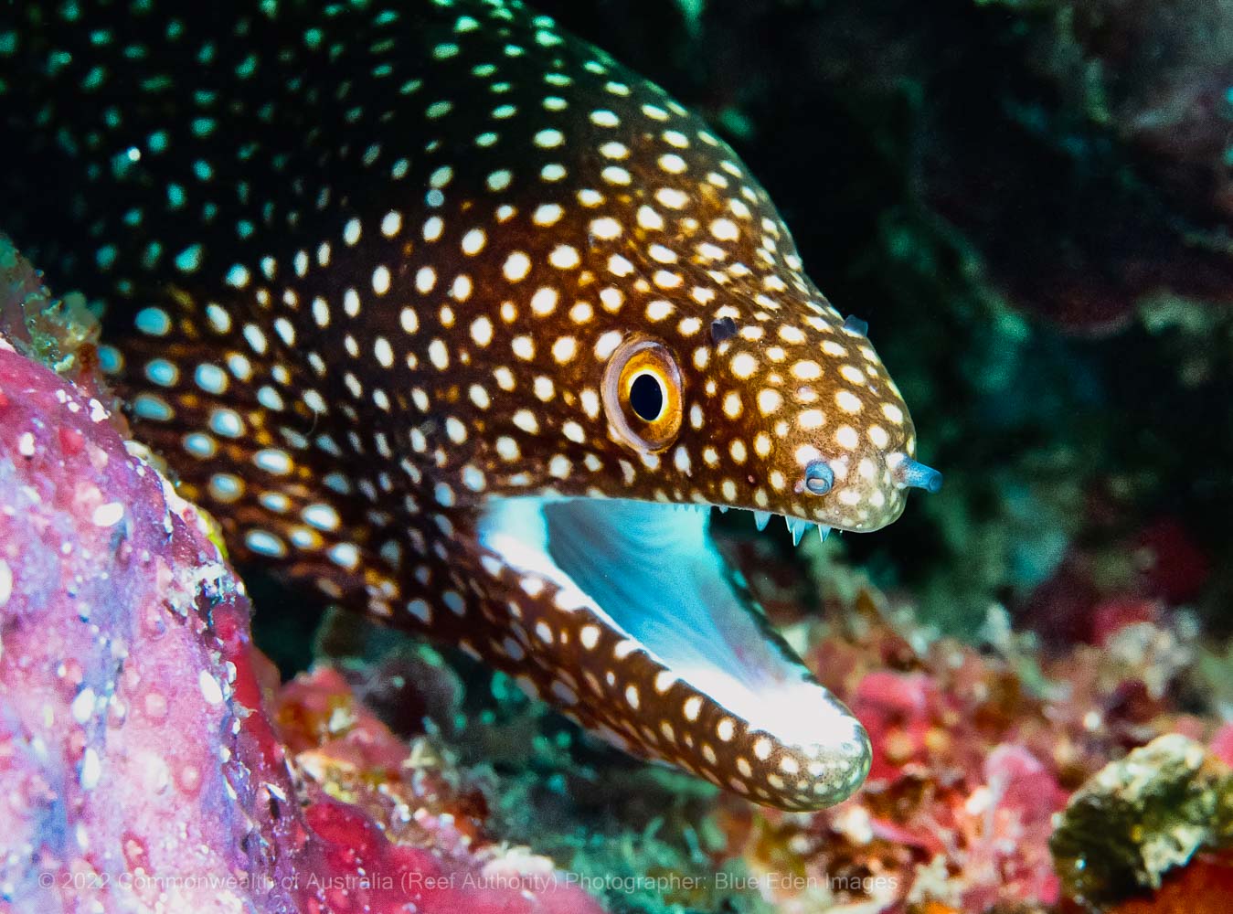 Mooray eel photo – Great Barrier Reef - © Commonwealth of Australia – (Reef Authority) - Photographer: Blue Eden Images