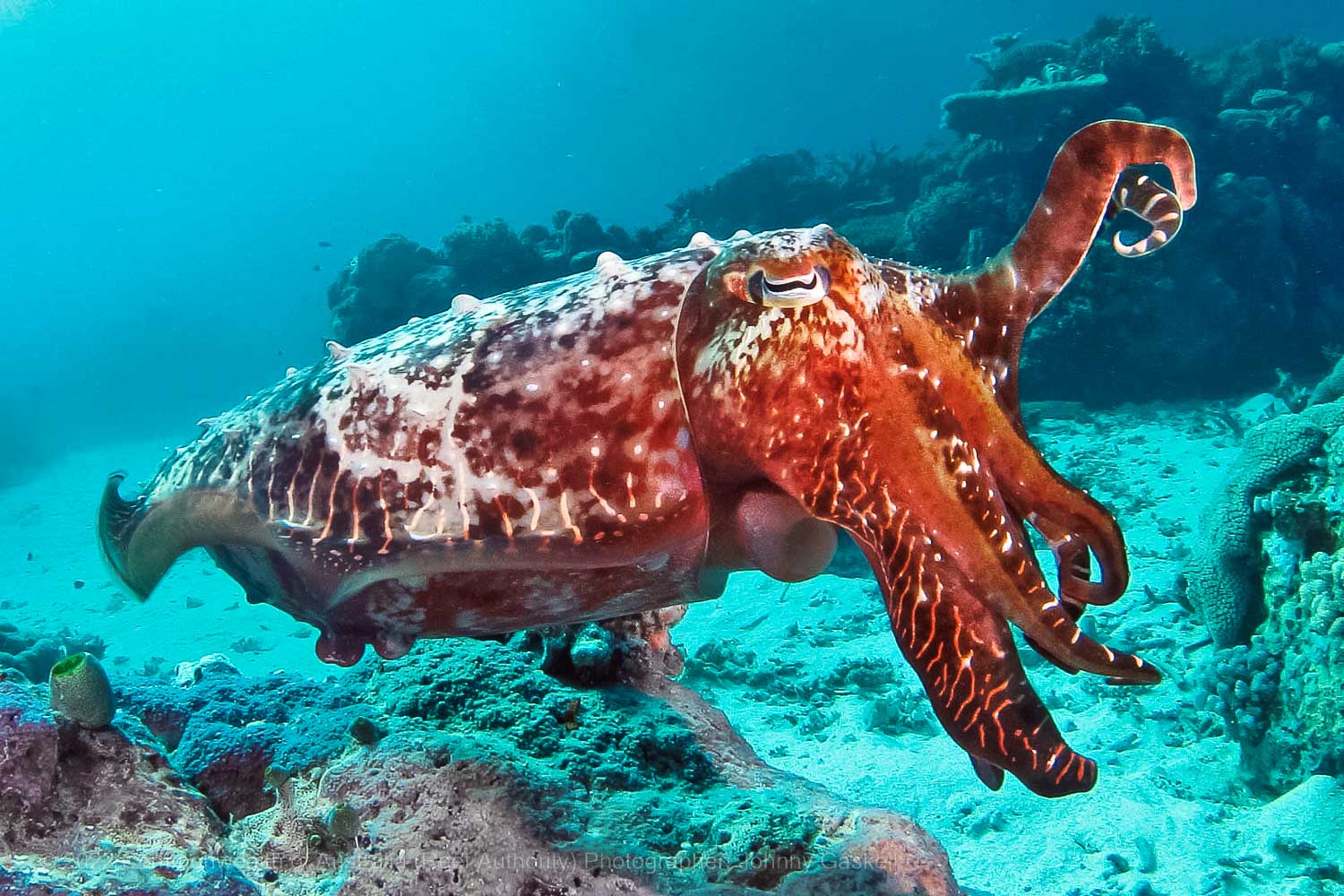 Cuttlefish Cephalapod Wildlife