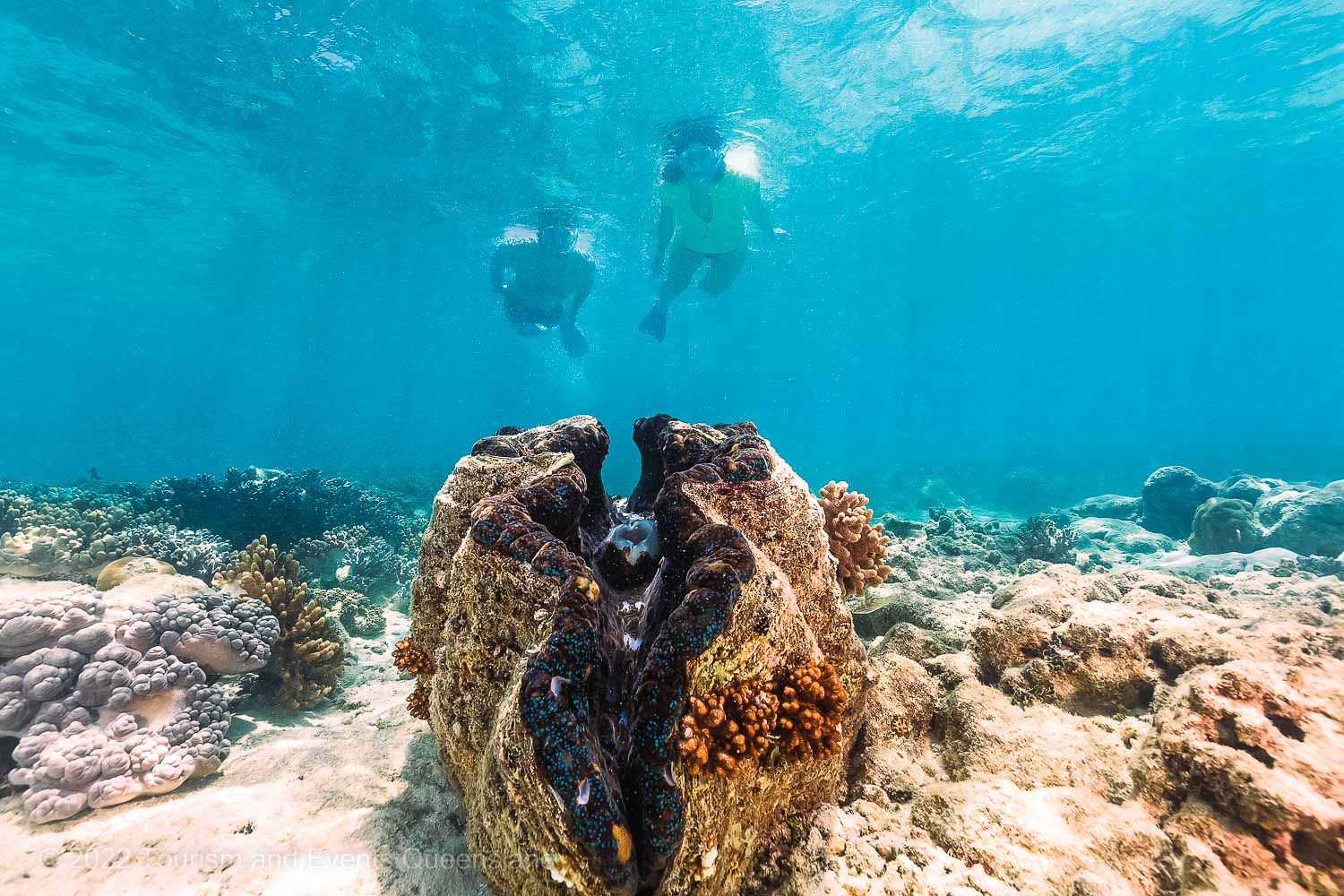 Snorkelers swimming over clam photo – Australia - © Tourism and Events Queensland