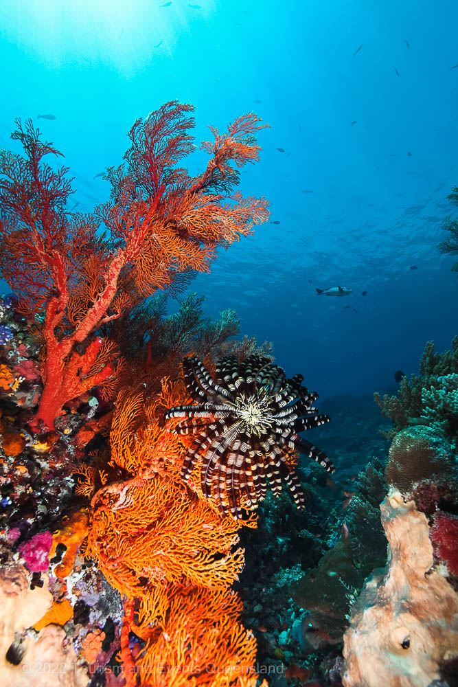 Soft coral photo found on the Great Barrier Reef – Australia - © Tourism and Events Queensland