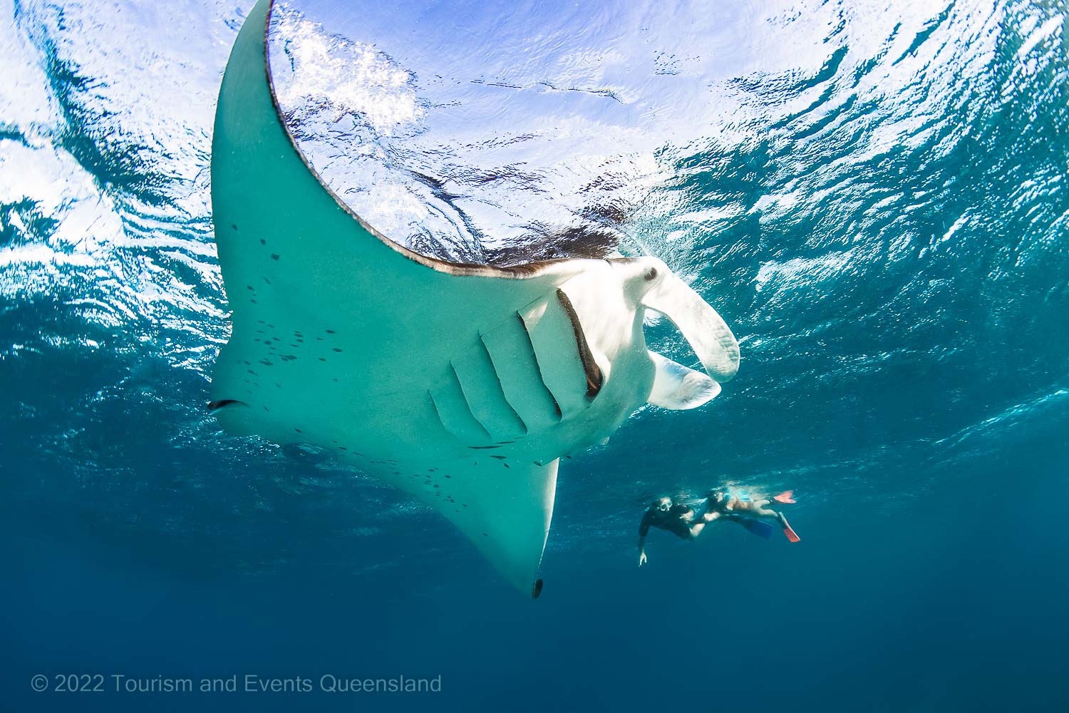 Mantaray image - Great Barrier Reef Soft coral photo found on the Great Barrier Reef – Australia - © Tourism and Events Queensland