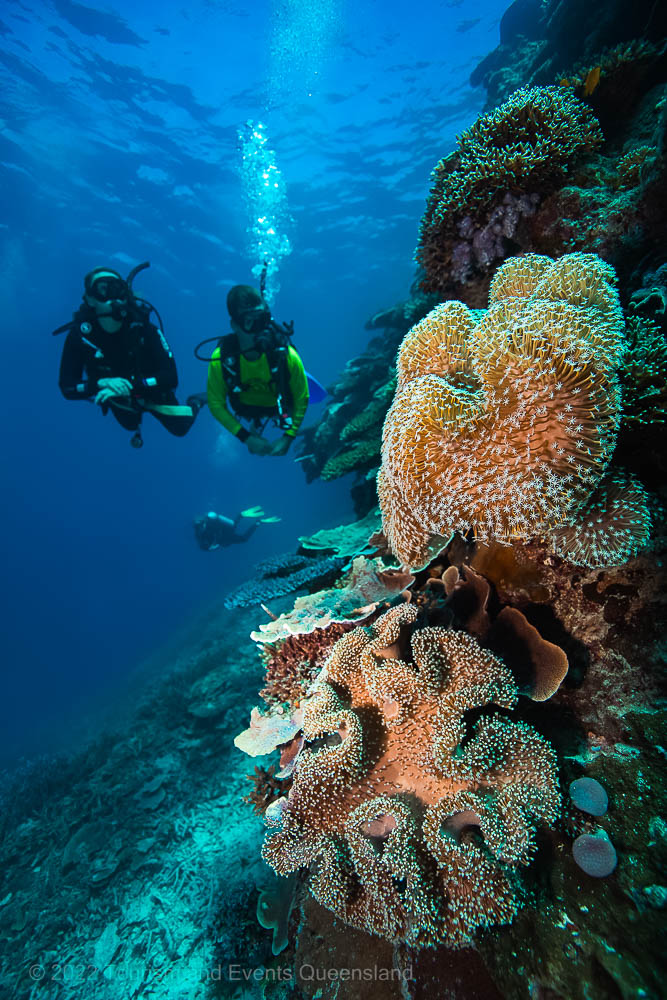 Divers swimming near coral reef photo – Australia - © Tourism and Events Queensland