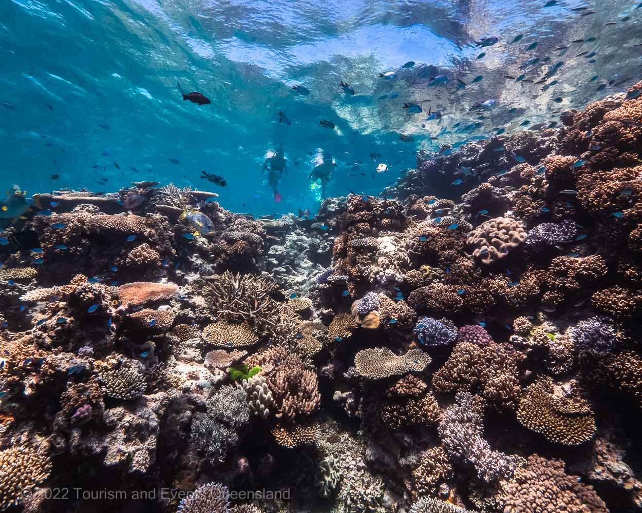 Coral reef – Australia - © Tourism and Events Queensland