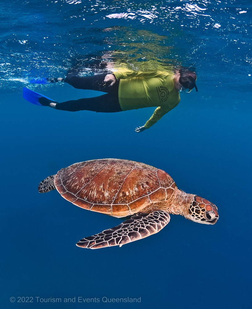Master reef guide swimming near turtle image  – Australia - © Tourism and Events Queensland