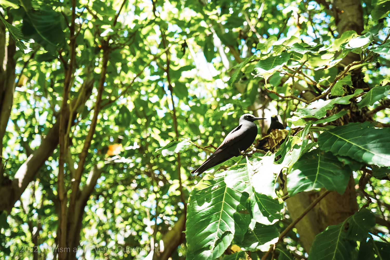 Birdlife Coral Cay Island