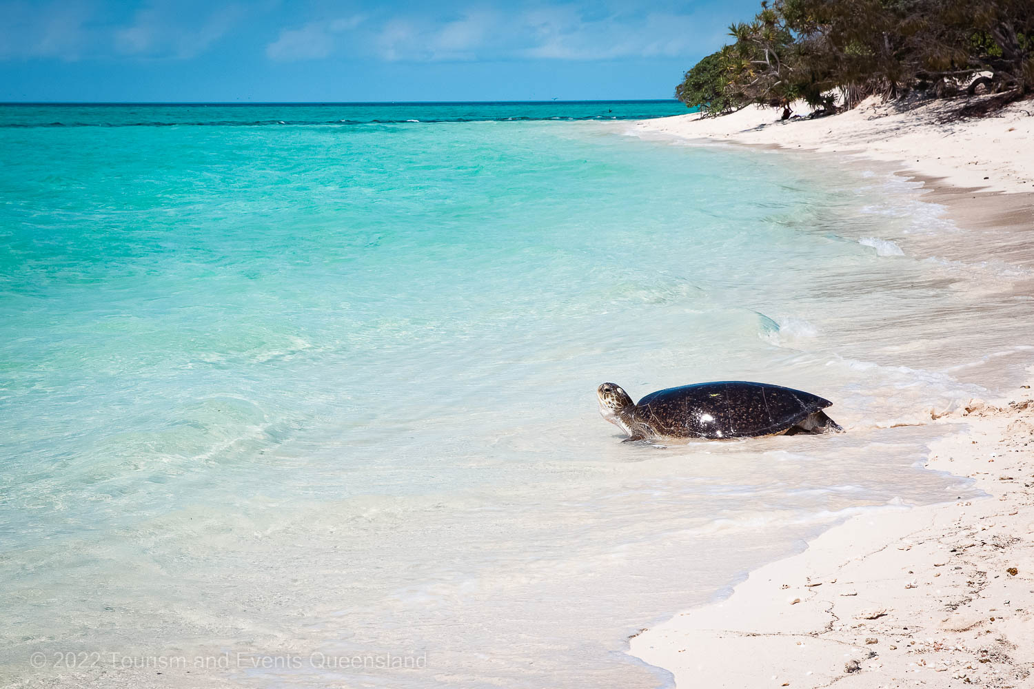 Turtle Nesting Sand Island