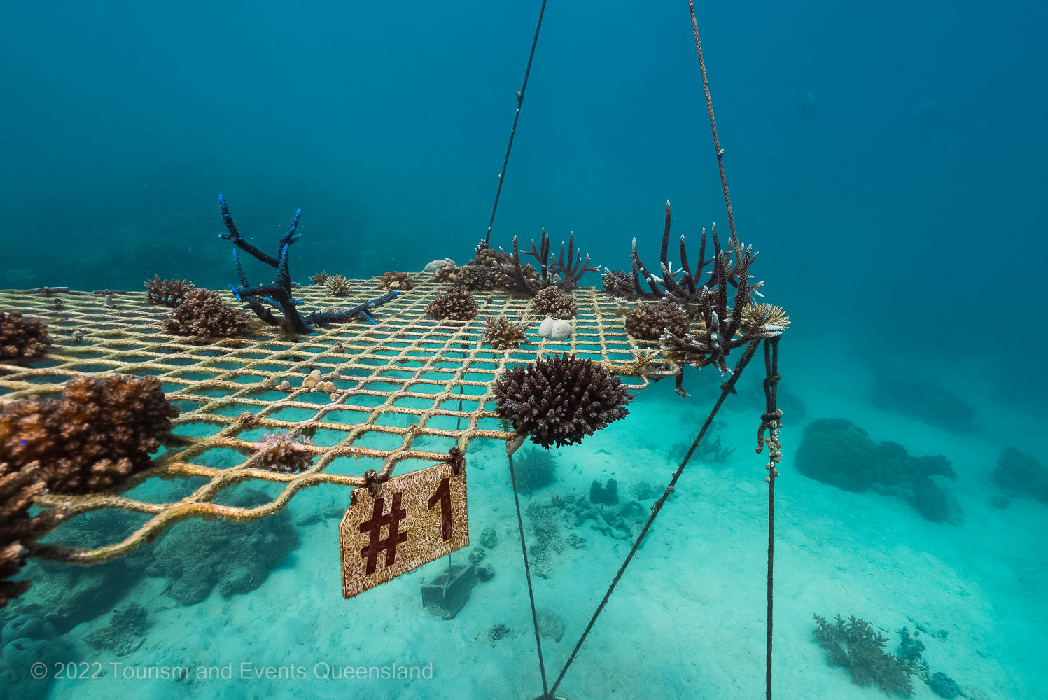Coral planting and reef restoration photo - Great Barrier Reef  – Australia - © Tourism and Events Queensland
