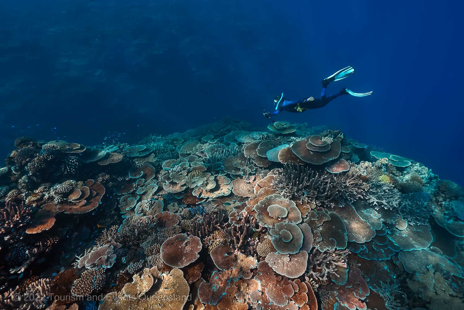 Snorkeler swimming over coral reef - Great Barrier Reef – Australia - © Tourism and Events Queensland