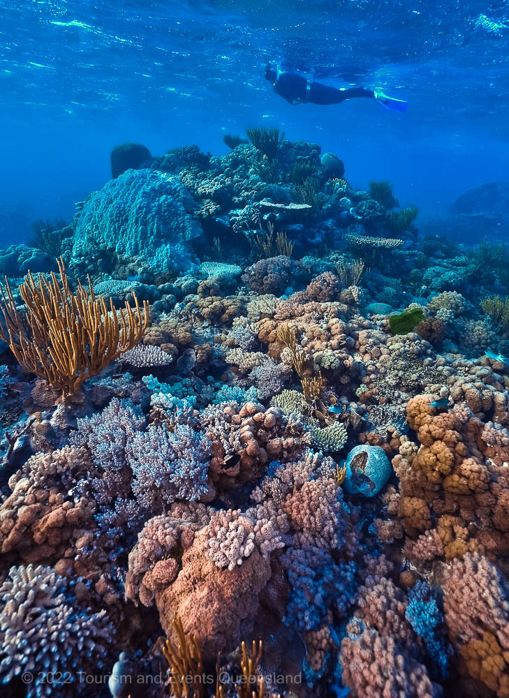 Hard Soft Coral Reef Structure Snorkel