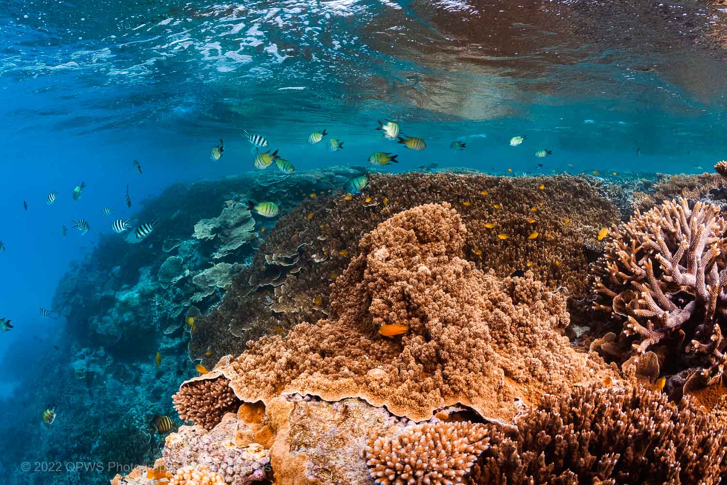 Coral reef and fish photograph - Great Barrier Reef Marine Park – Australia - © QPWS - Photographer: Victor Huertas
